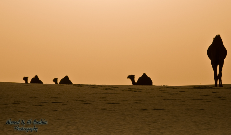 Silhouetted Camels