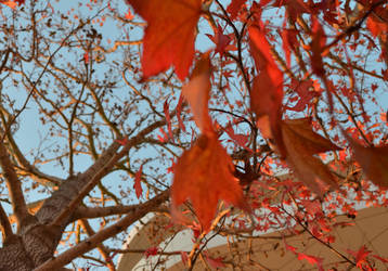 Limbs and Leaves