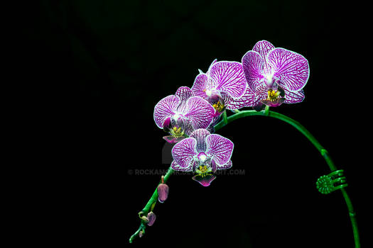 Orchid Love