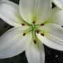 White Star Lily