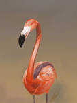 Flamingo Study by Justyne