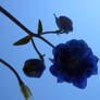 Look Up