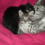Nest Kitten