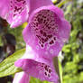 Fox Glove