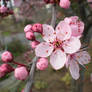 Cherry Blossom