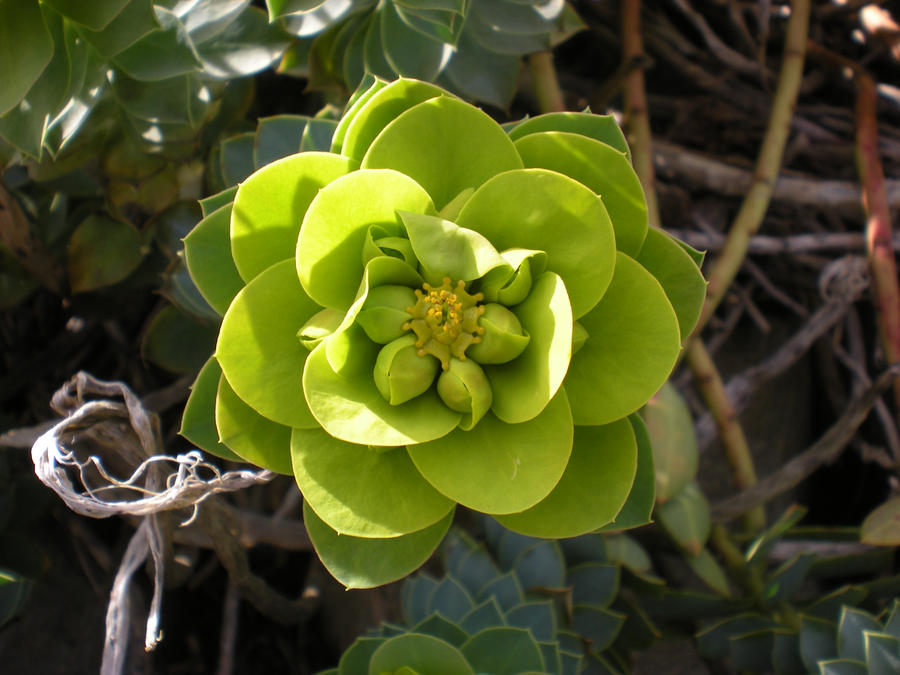 Green Flower