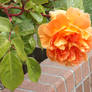 Orange Rose