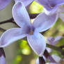 Lilac Facet