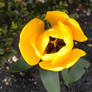 Yellow Tulip