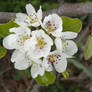 Apple Blosoms