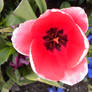 Red Tulip