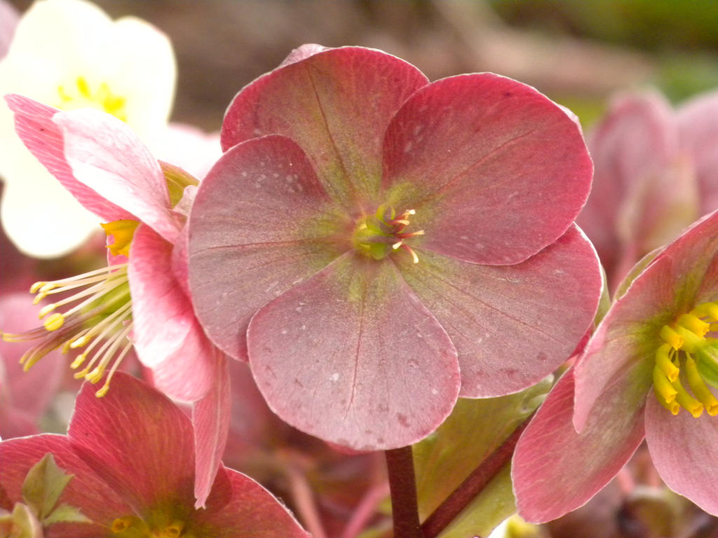 Red Fleshy Flower