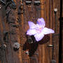 Message Flower