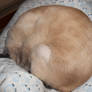 Kitty Ball
