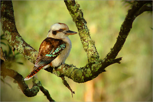 the laughing kookaburra