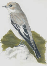 Ficedula hypoleuca, balia nera, pied flycatcher