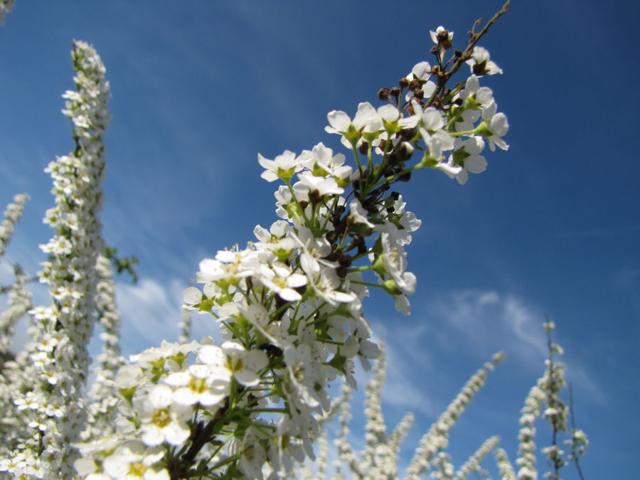 Pale Tower of White Flower...s