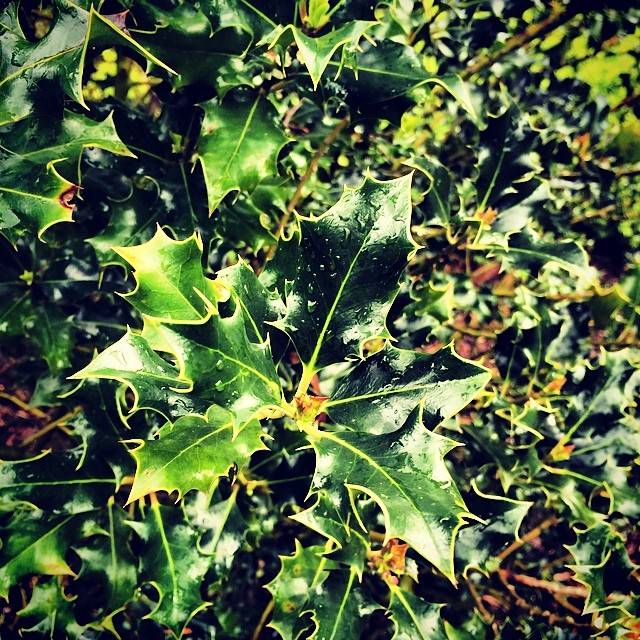 Beautiful Holly tree.