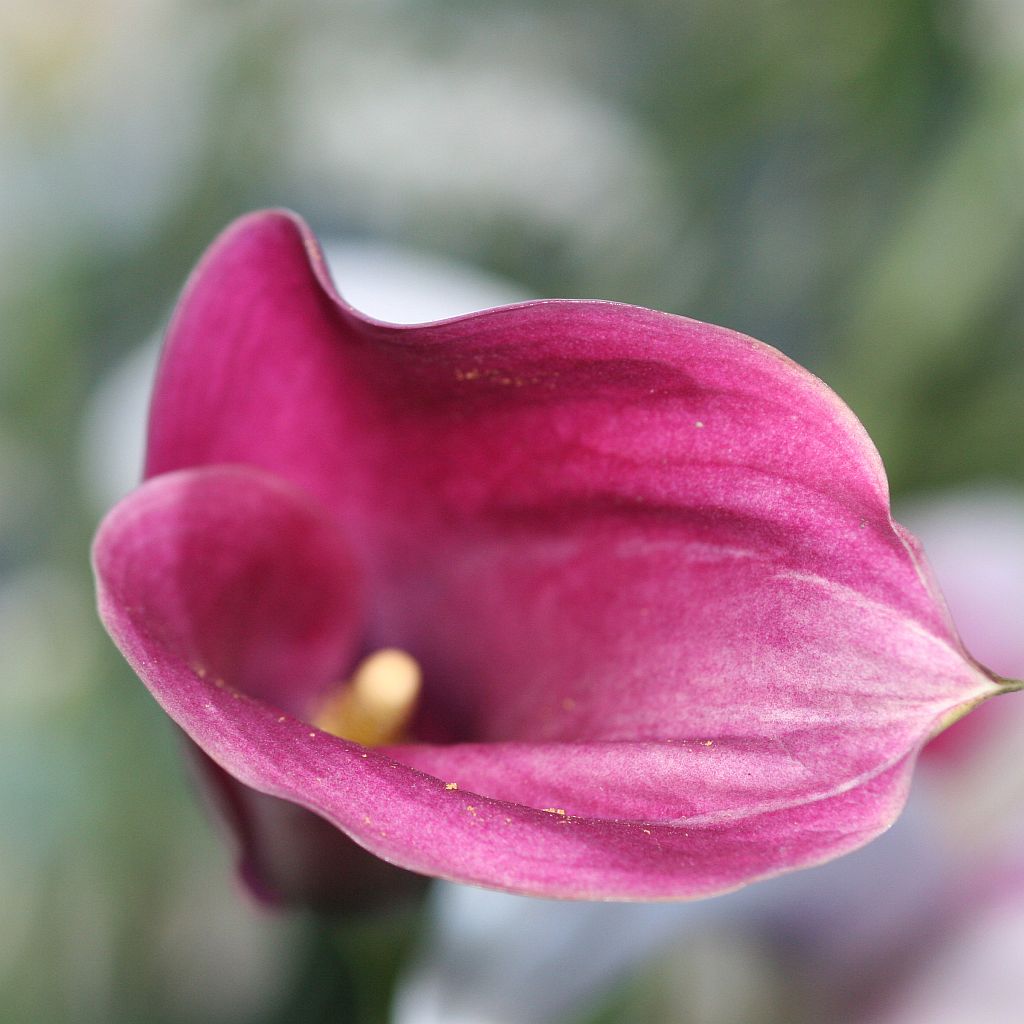 Lone Calla