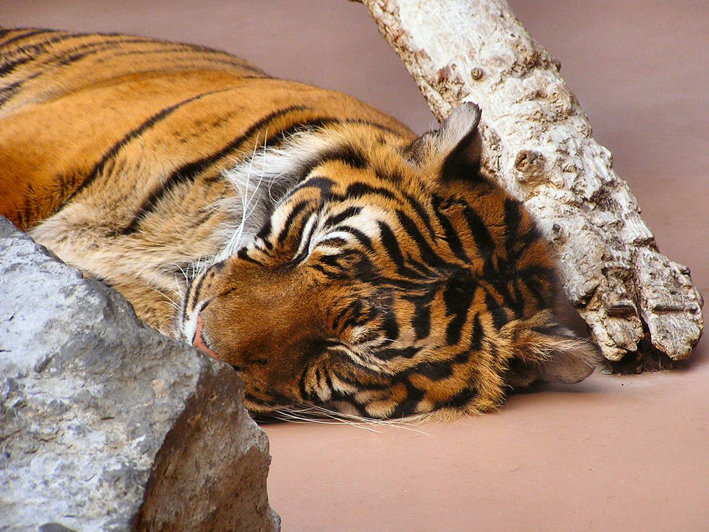 Tired Tiger Desktop