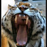 Tiger Breath