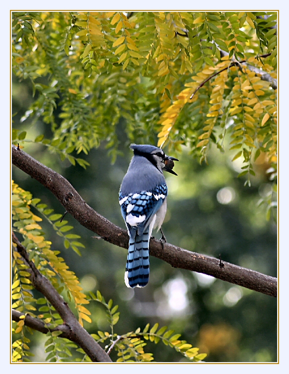 Big Mouth Blue Jay