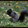 Elusive Black Squirrel