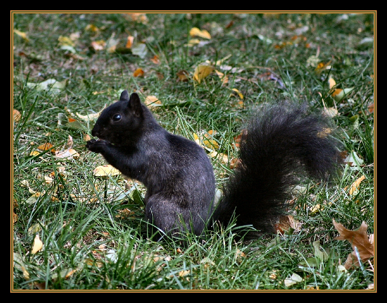 Elusive Black Squirrel