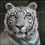 White Tiger Stare