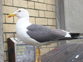 Mr Seagull again