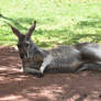 Red Kangaroo