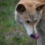 Dingo Sticking Tongue