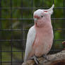 Major Mitchell Cockatoo