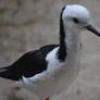 Black Winged Stilt