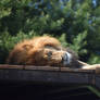 sleepy lion