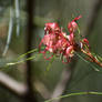 red flower