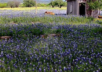 Texas Bluebonnets