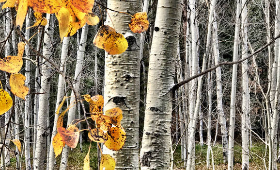 Aspen tree grove