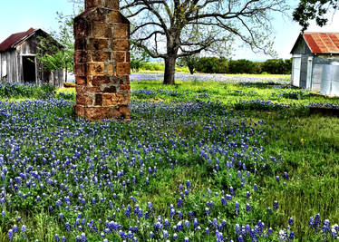 Texas Bluebonnets 