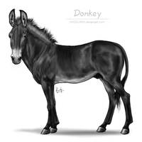 Donkey