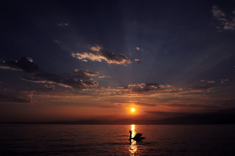 swan and sunset