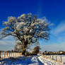 a freezing lonely tree