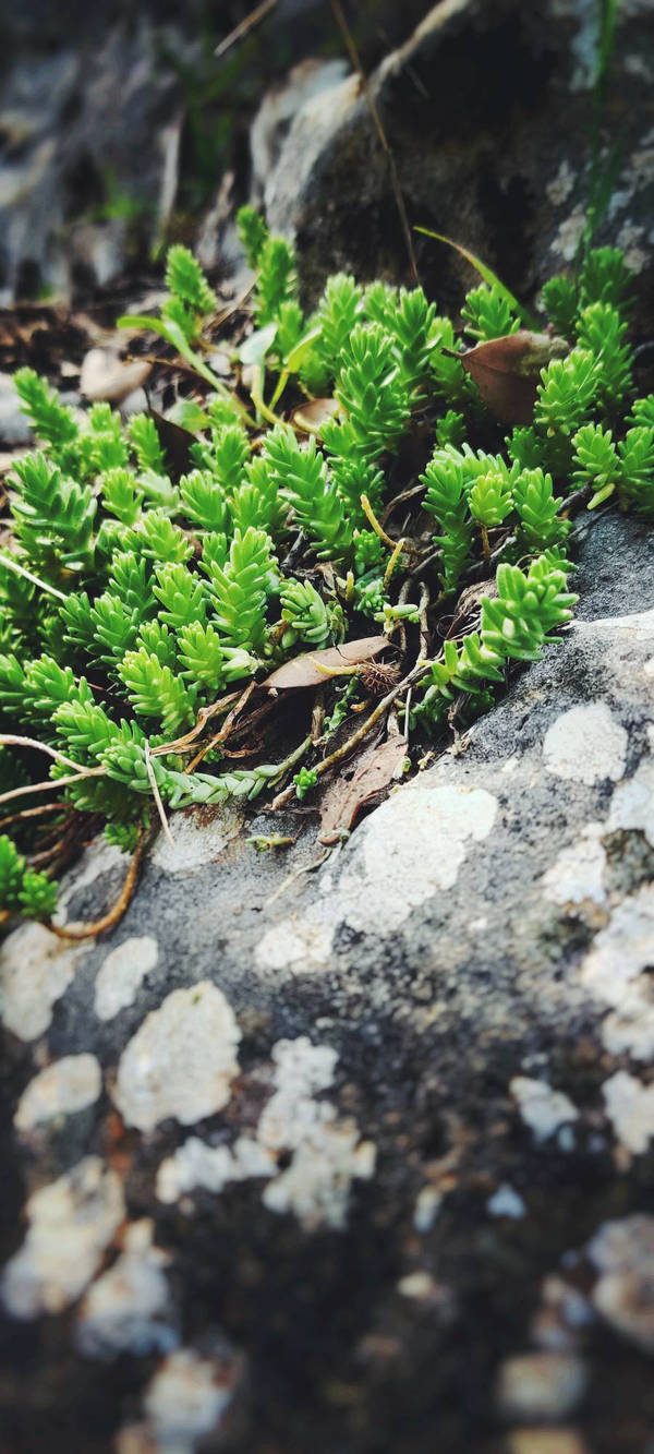 Green by jepriCreations on DeviantArt