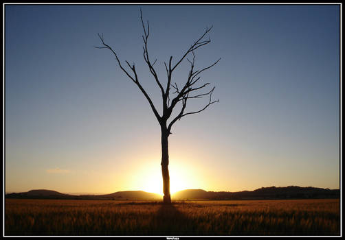 The Lone Tree