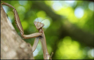 praying mantis