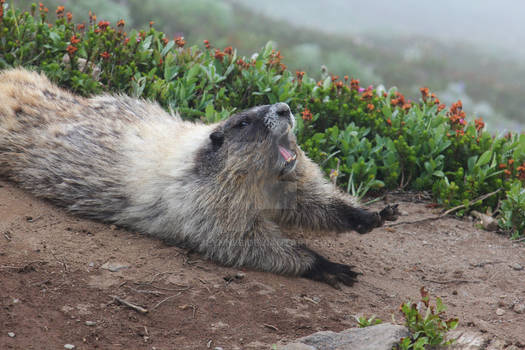 Marmot says STOP!