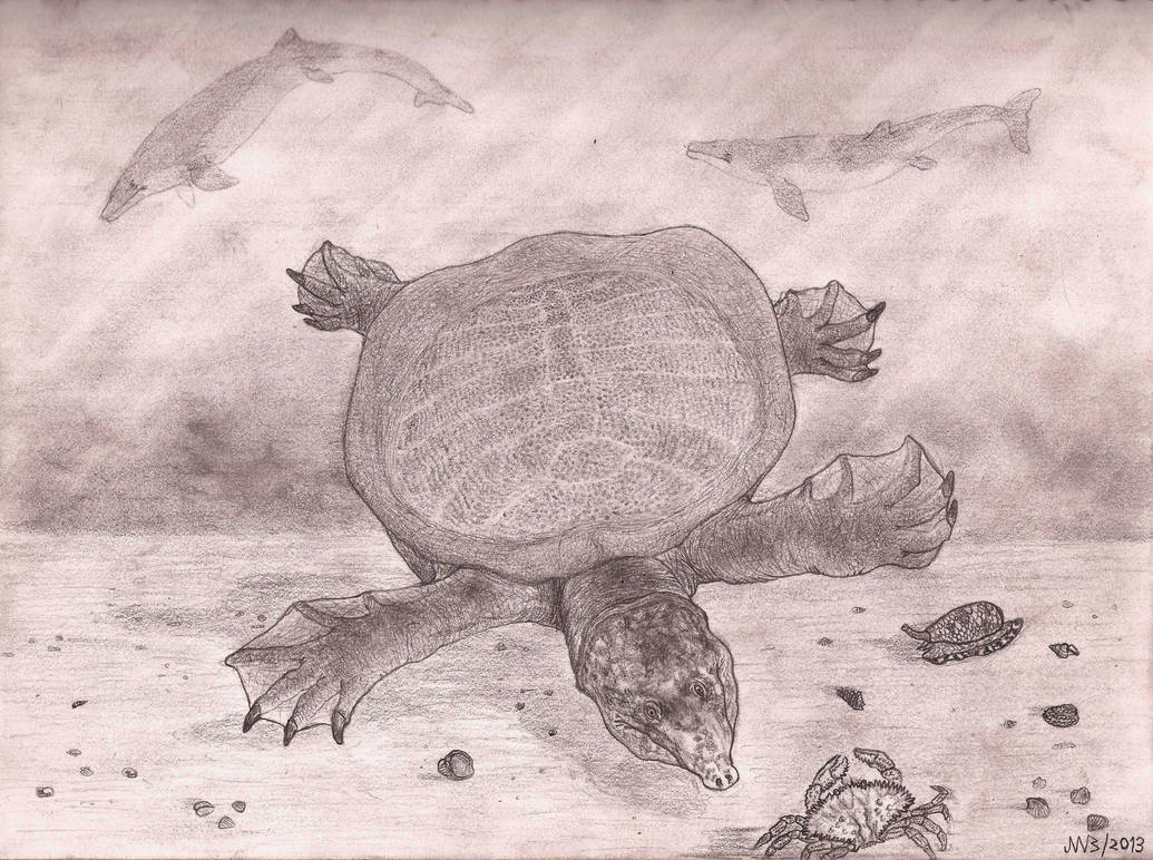 Deviantart Softshell Turtle Giant softshell from Pakistan (2013). by jwmorenob on DeviantArt