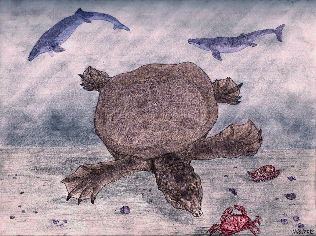 Deviantart Softshell Turtle Giant softshell from Pakistan, colored (2014). by jwmorenob on DeviantArt