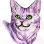 Cheshire Cat - headshot