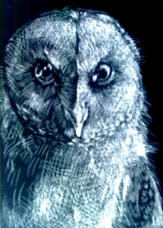 Scratch Board Owl